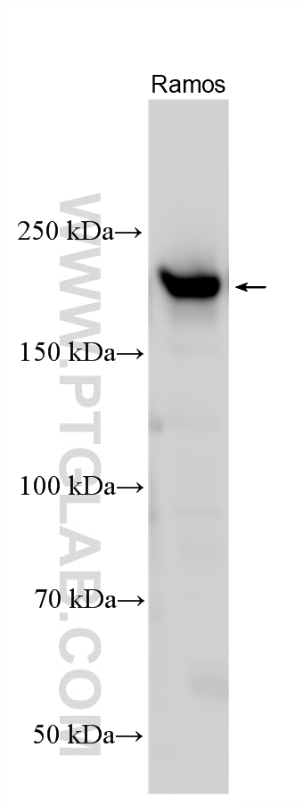 WB analysis using 23360-1-AP