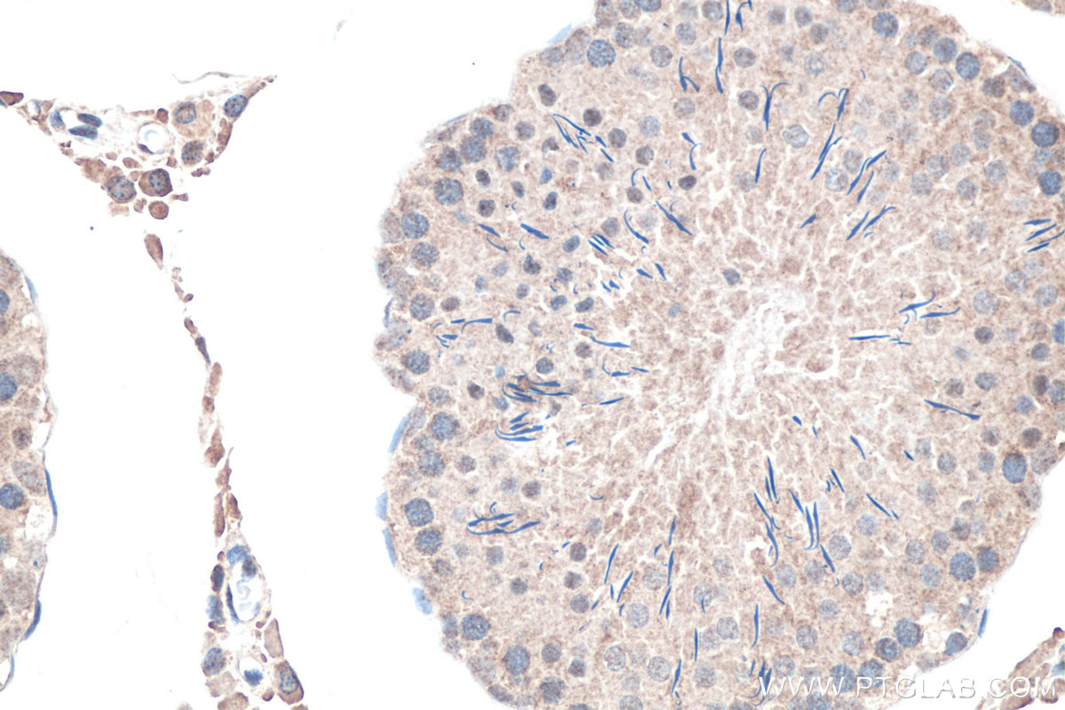 IHC staining of rat testis using 25712-1-AP