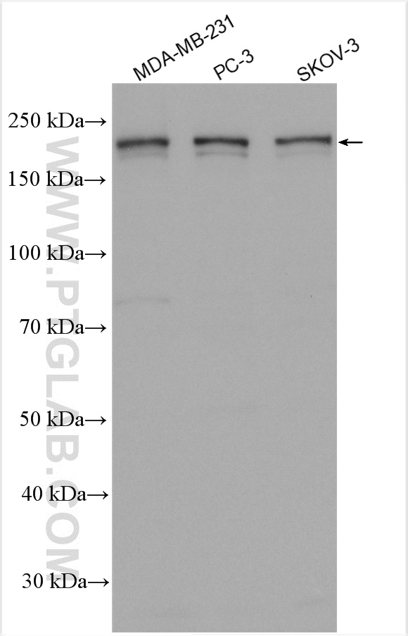 WB analysis using 25712-1-AP