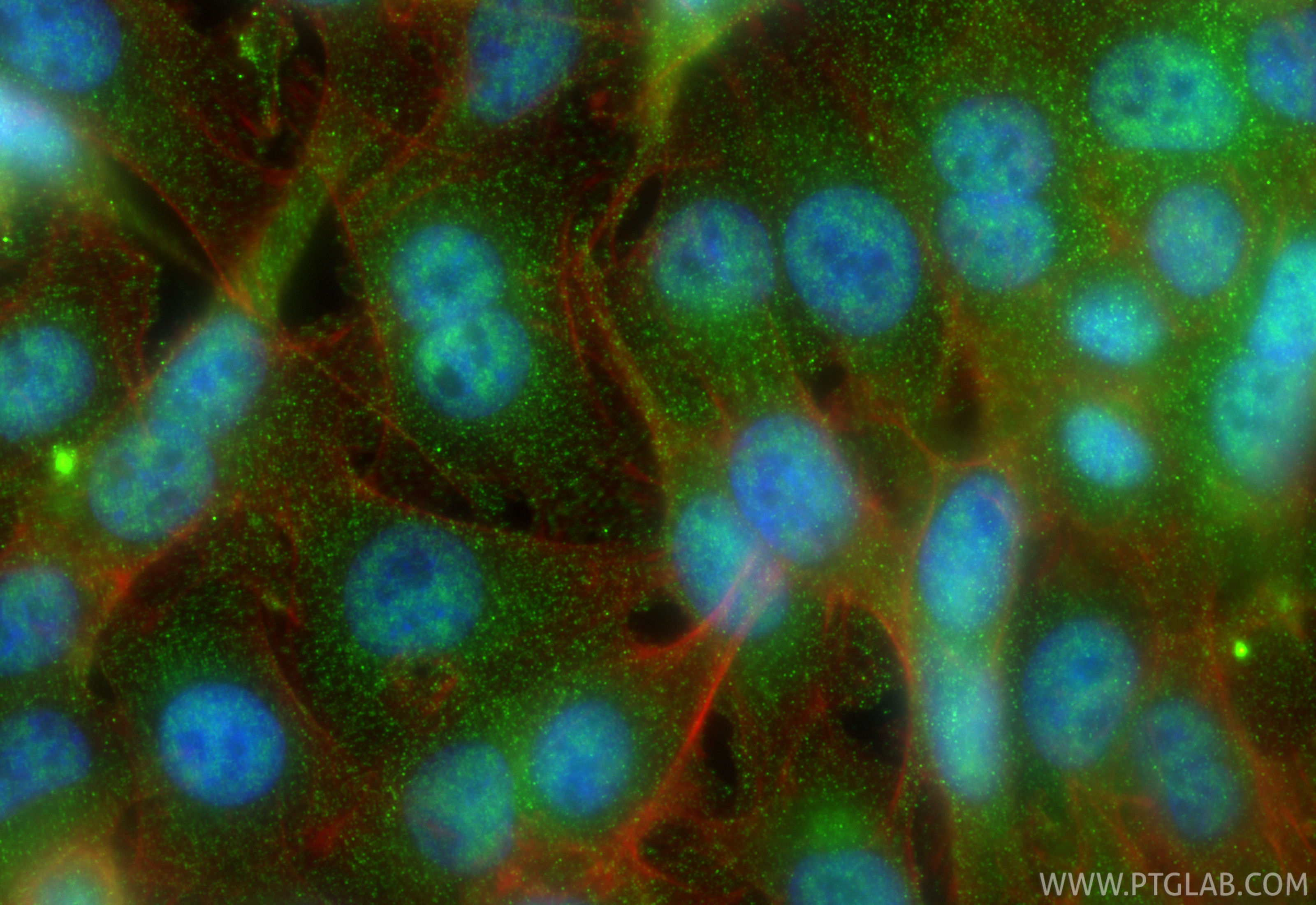 Immunofluorescent analysis of (4% PFA) fixed SW480 cells using <a class='green' href='/productredirect?CatalogNo=KIAA1429' target='_blank'>KIAA1429</a> antibody (68235-1-Ig, Clone: 3F1A4 ) at dilution of 1:800 and CoraLite®488-Conjugated Goat Anti-Mouse IgG(H+L) (<a class='green' href='/productredirect?CatalogNo=SA00013-1' target='_blank'>SA00013-1</a>), CL594-phalloidin (red). IF Staining of SW480 using 68235-1-Ig