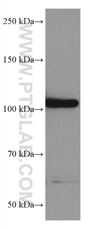 WB analysis of HSC-T6 using 67843-1-Ig