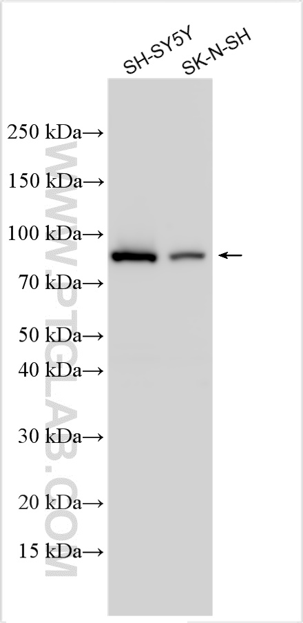 WB analysis using 24383-1-AP