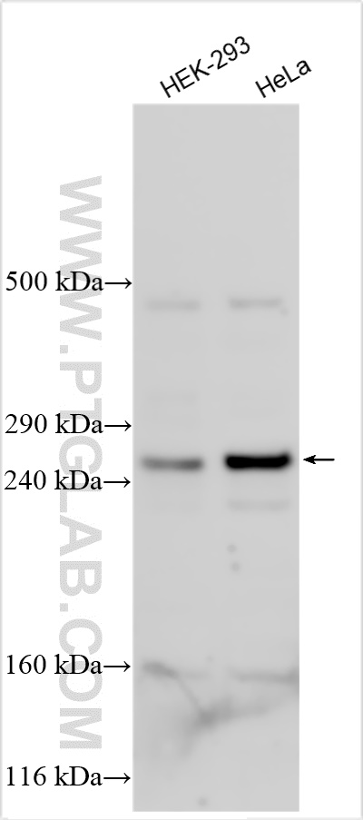 WB analysis using 27666-1-AP