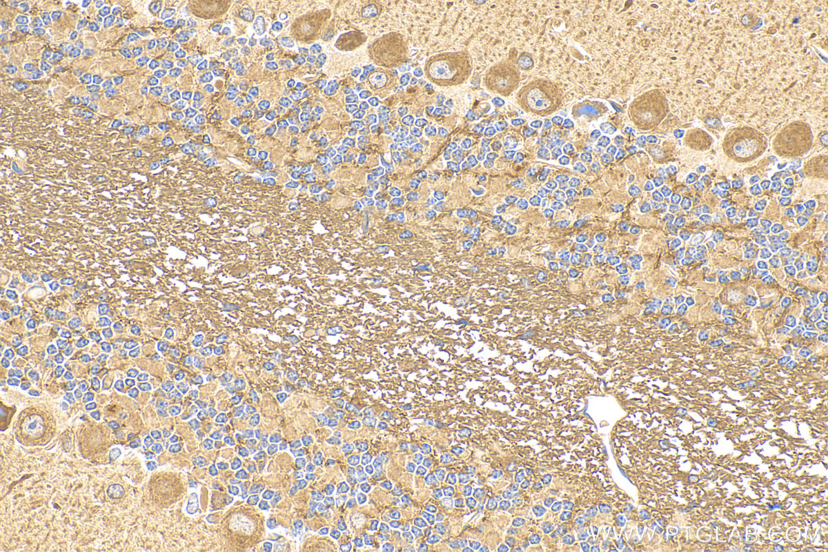 IHC staining of mouse cerebellum using 30857-1-AP