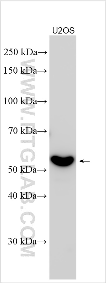 WB analysis using 31308-1-AP