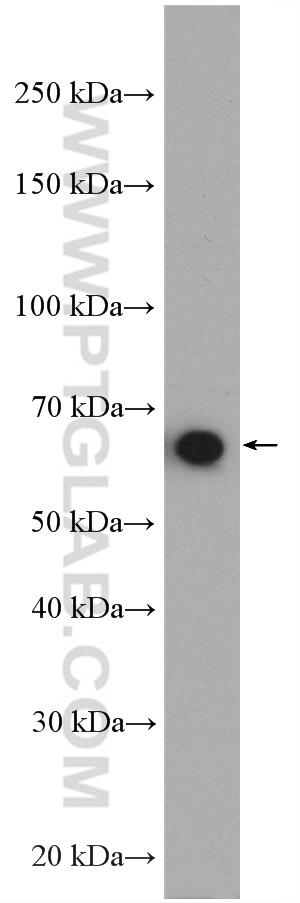 WB analysis of HEK-293 using 27886-1-AP