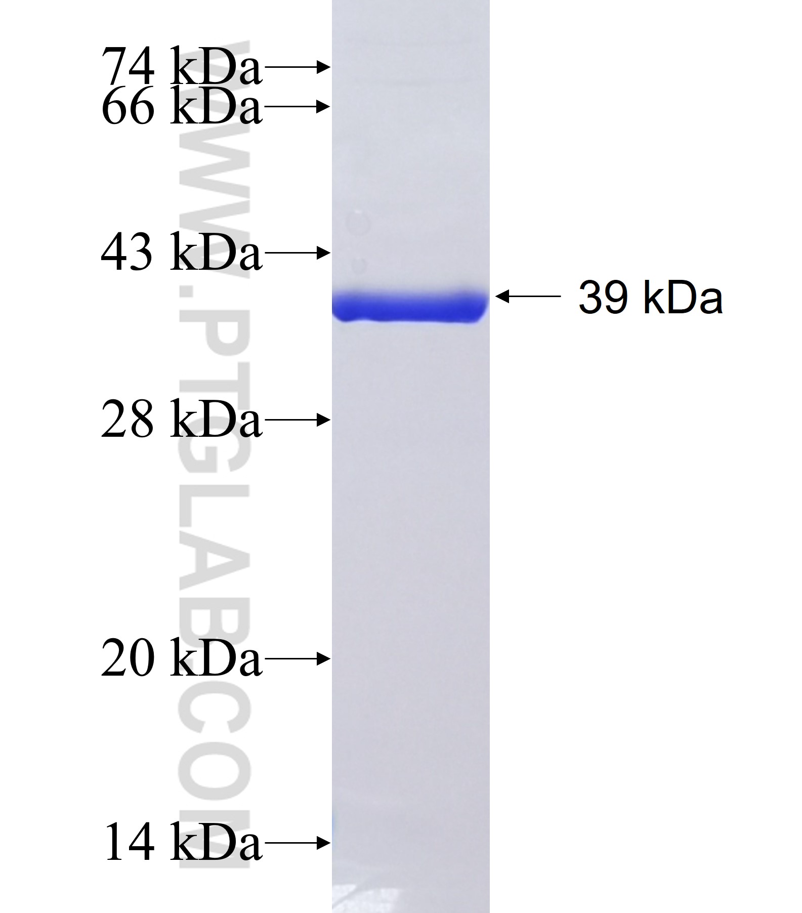 KIBRA fusion protein Ag41692 SDS-PAGE