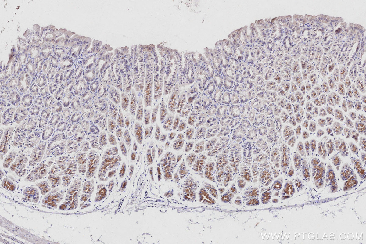 IHC staining of mouse stomach using 66748-1-Ig