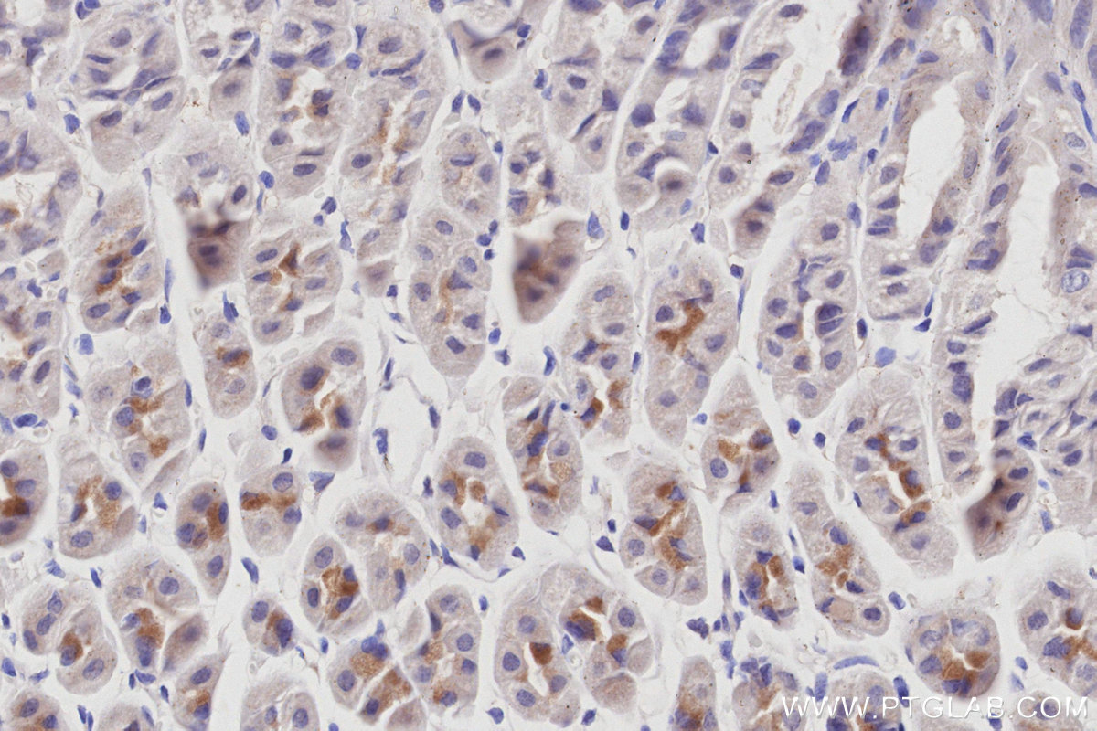 IHC staining of mouse stomach using 66748-1-Ig