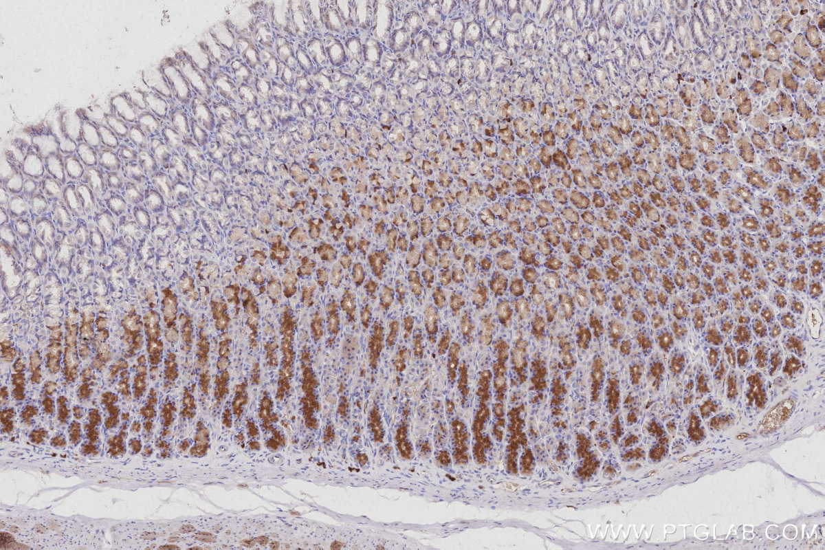 IHC staining of rat stomach using 66748-1-Ig
