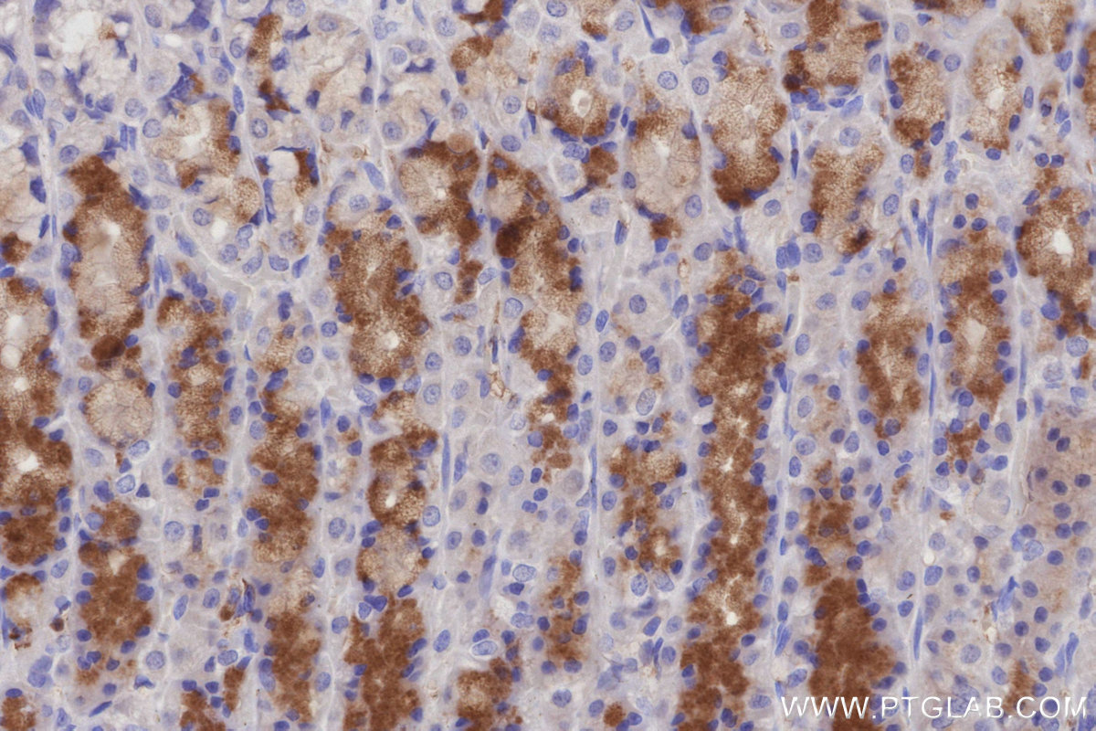 IHC staining of rat stomach using 66748-1-Ig