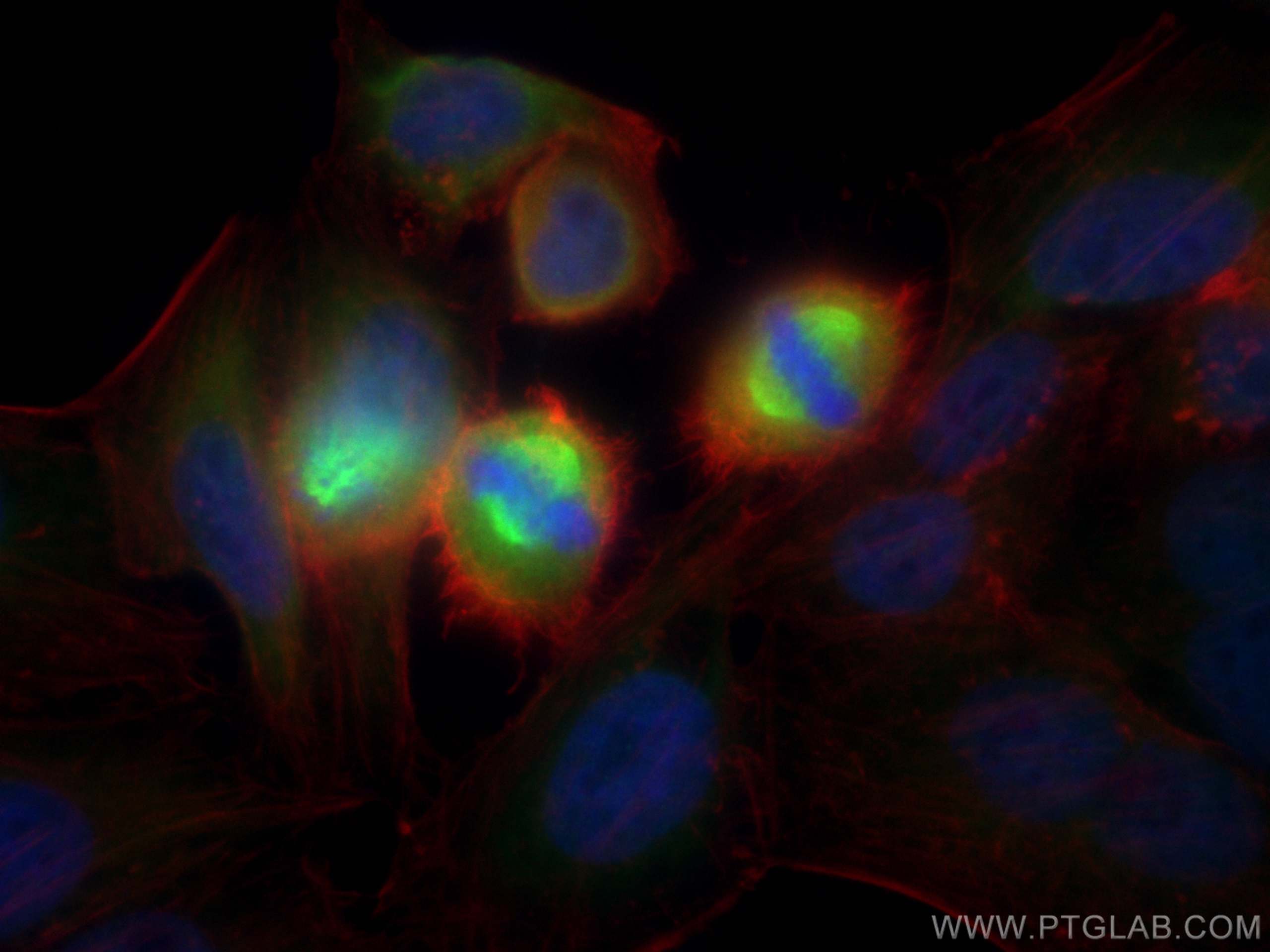 IF Staining of HepG2 using 23333-1-AP