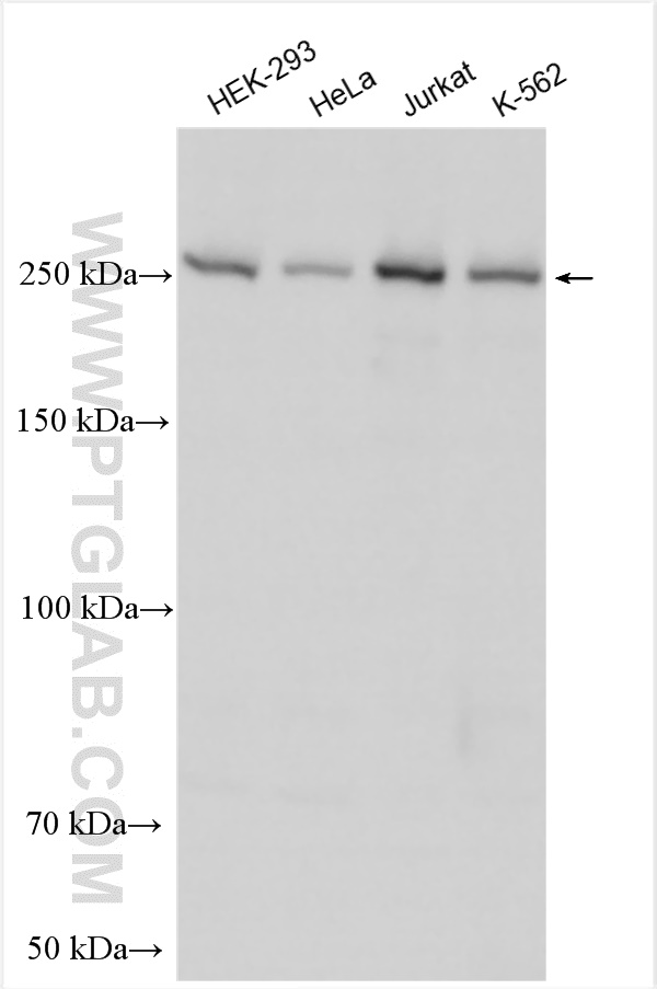 WB analysis using 30141-1-AP