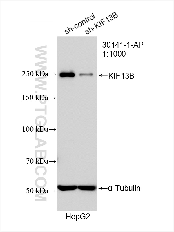 WB analysis of HepG2 using 30141-1-AP