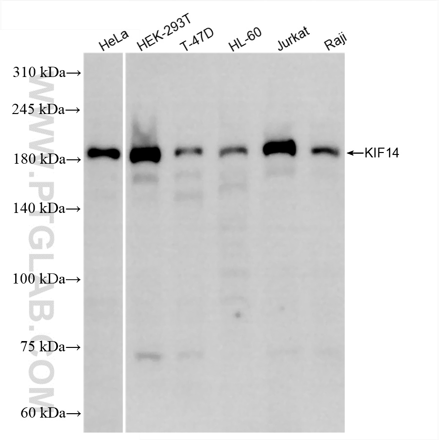 WB analysis using 85707-1-RR (same clone as 85707-1-PBS)