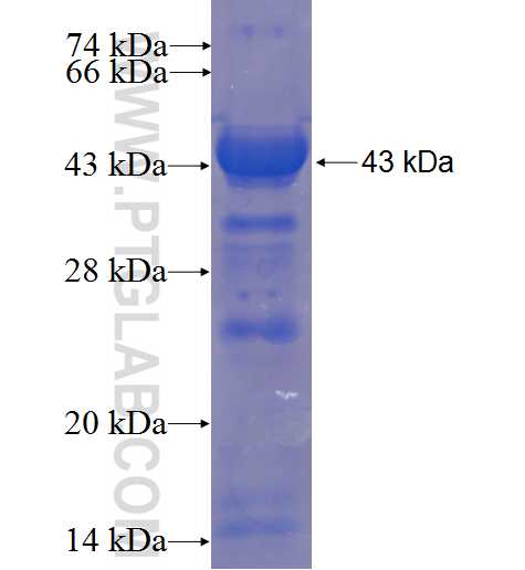 KIF14 fusion protein Ag23219 SDS-PAGE