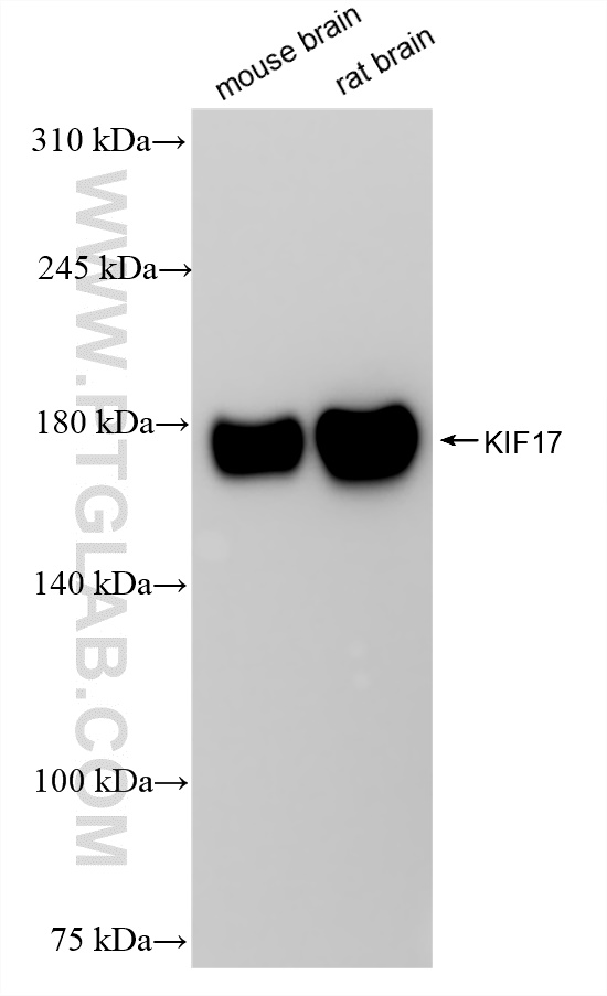 WB analysis using 85046-1-RR (same clone as 85046-1-PBS)