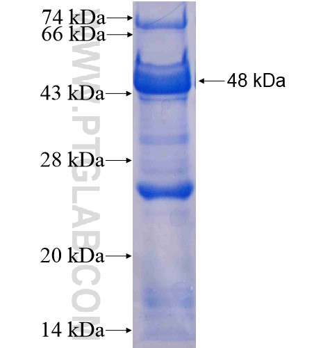 KIF17 fusion protein Ag6228 SDS-PAGE KIF17 fusion protein Ag6228 SDS-PAGE