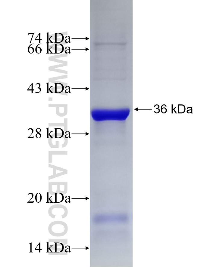 KIF18A fusion protein Ag6166 SDS-PAGE