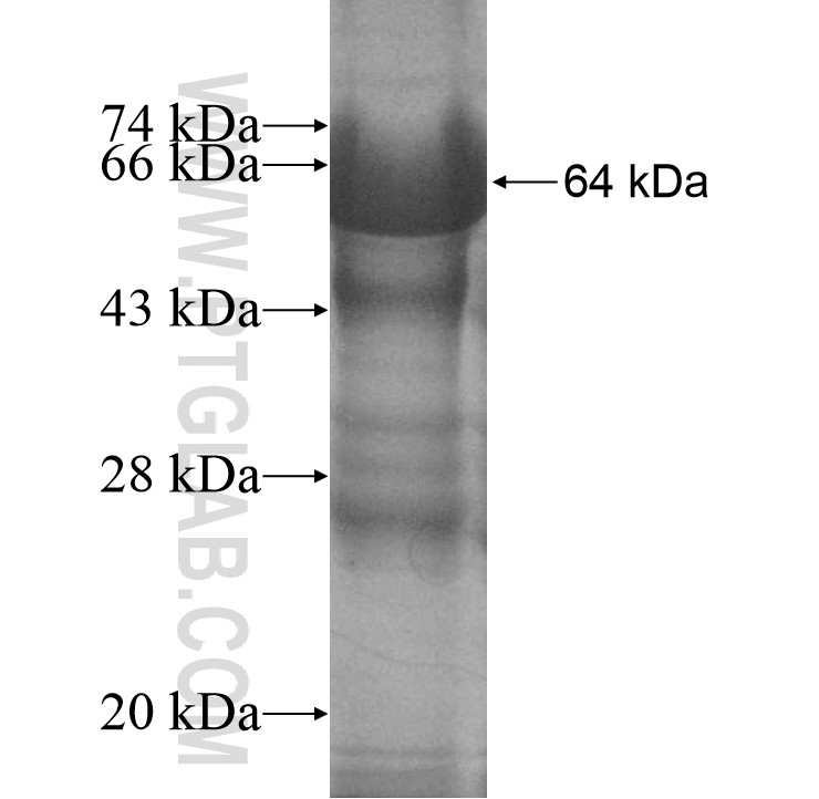 KIF19 fusion protein Ag10812 SDS-PAGE