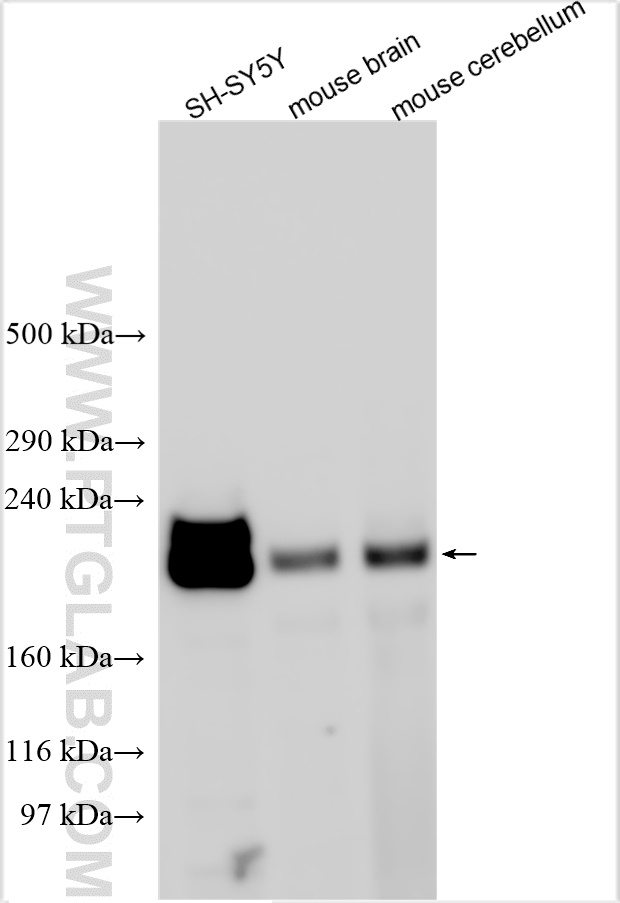 WB analysis using 24841-1-AP