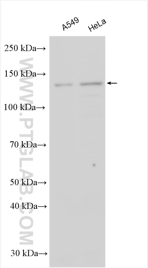 WB analysis using 12760-1-AP