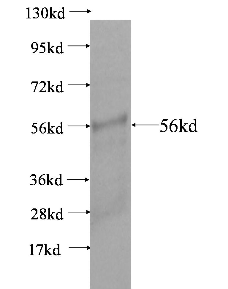 KIF1C fusion protein Ag3500 SDS-PAGE