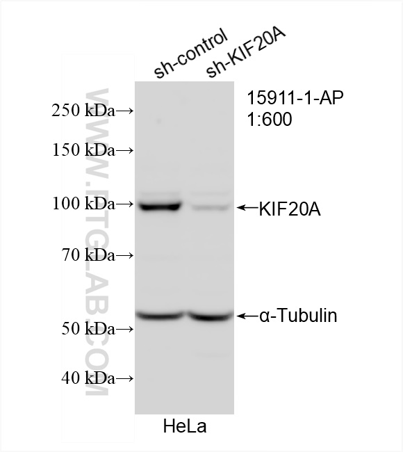 WB analysis of HeLa using 15911-1-AP