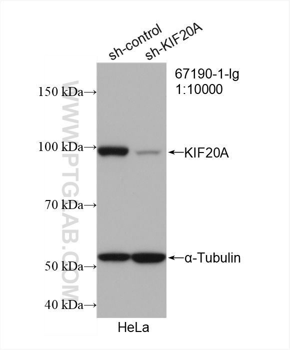 WB analysis of HeLa using 67190-1-Ig