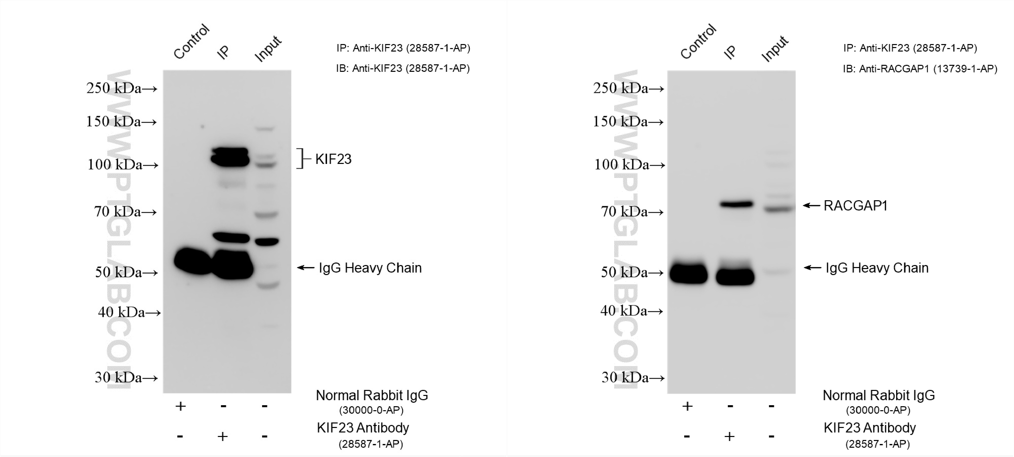 IP experiment of K-562 using 28587-1-AP