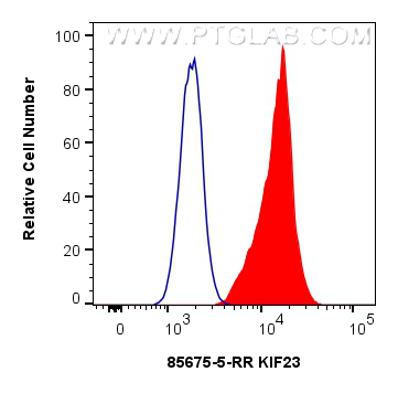 1x10^6 HepG2 cells were intracellularly stained with 0.25 ug KIF23 Recombinant monoclonal antibody (<a class='green' href='/productredirect?CatalogNo=85675-5-RR' target='_blank'>85675-5-RR</a>, Clone:243084E3) and CoraLite®488-Conjugated Goat Anti-Rabbit IgG(H+L) (<a class='green' href='/productredirect?CatalogNo=SA00013-2' target='_blank'>SA00013-2</a>)(red), or 0.25 ug Rabbit IgG Isotype Control RecAb (<a class='green' href='/productredirect?CatalogNo=98136-1-RR' target='_blank'>98136-1-RR</a>, Clone: 240953C9) (blue). Cells were fixed and permeabilized with Transcription Factor Staining Buffer Kit (<a class='green' href='/productredirect?CatalogNo=PF00011' target='_blank'>PF00011</a>). This data was developed using the same antibody clone with 85675-5-PBS in a different storage buffer formulation. FC experiment of HepG2 using 85675-5-RR (same clone as 85675-5-PBS)