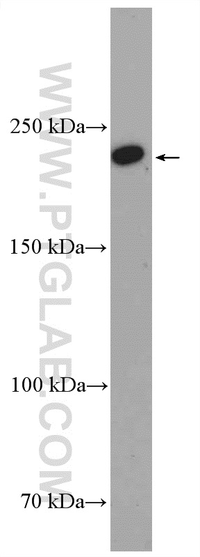 WB analysis of MDCK using 17422-1-AP