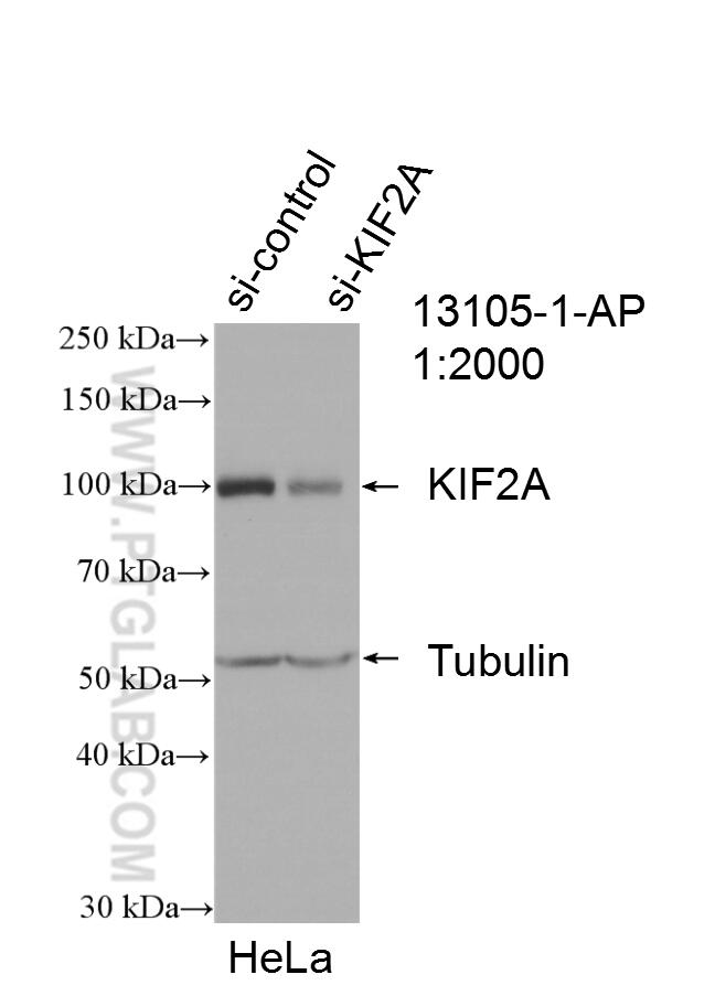 WB analysis of HeLa using 13105-1-AP