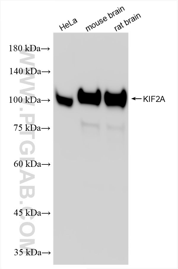 WB analysis using 86268-3-RR