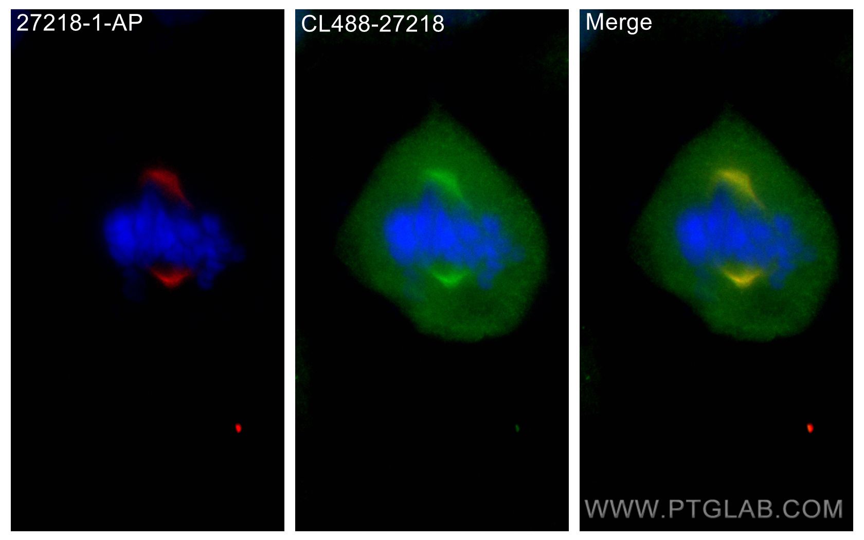 IF Staining of A549 using CL488-27218