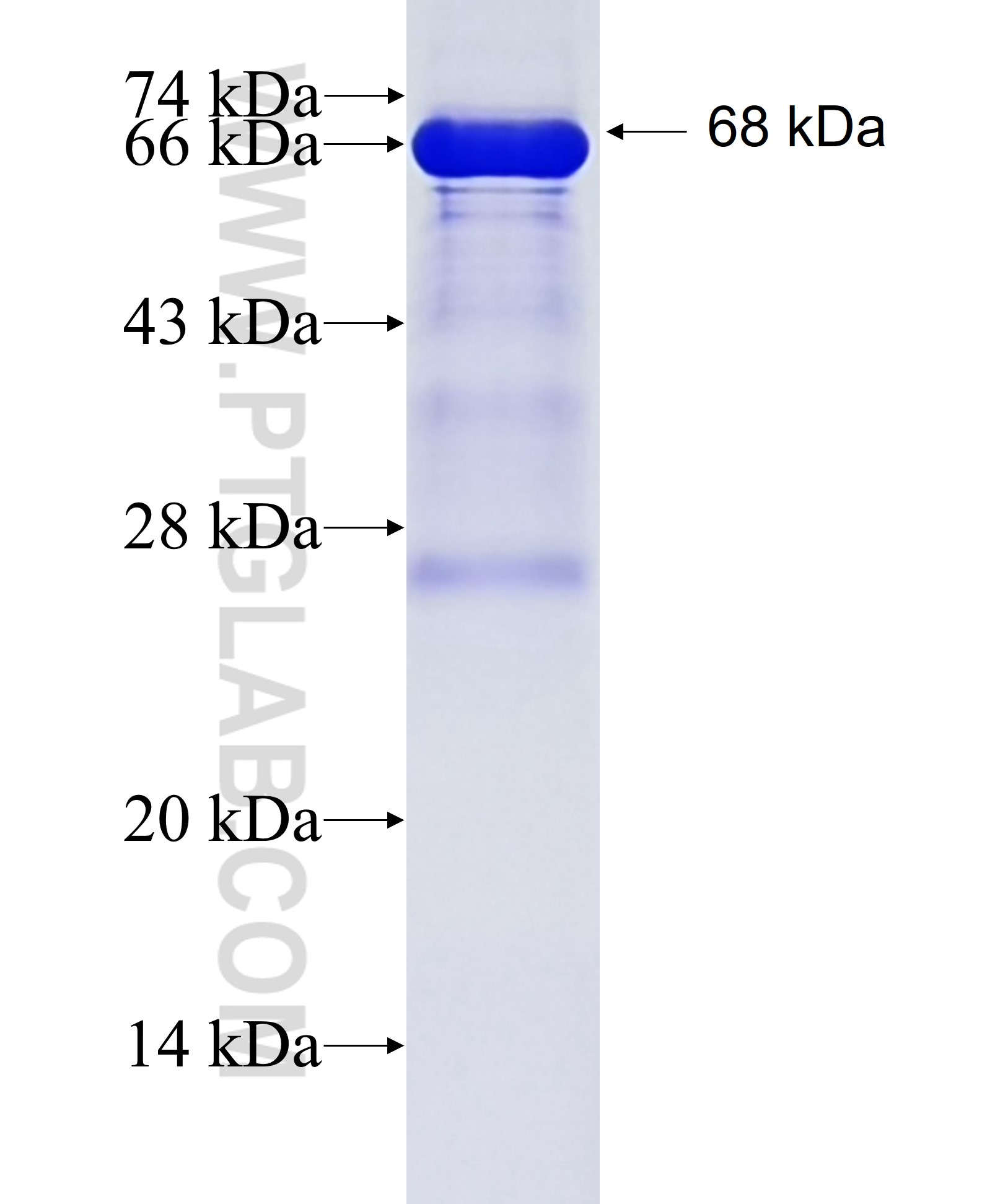 KIF2A fusion protein Ag3748 SDS-PAGE