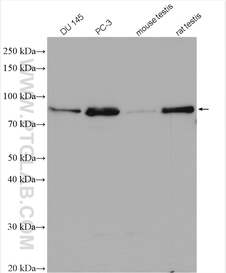 WB analysis using 28372-1-AP