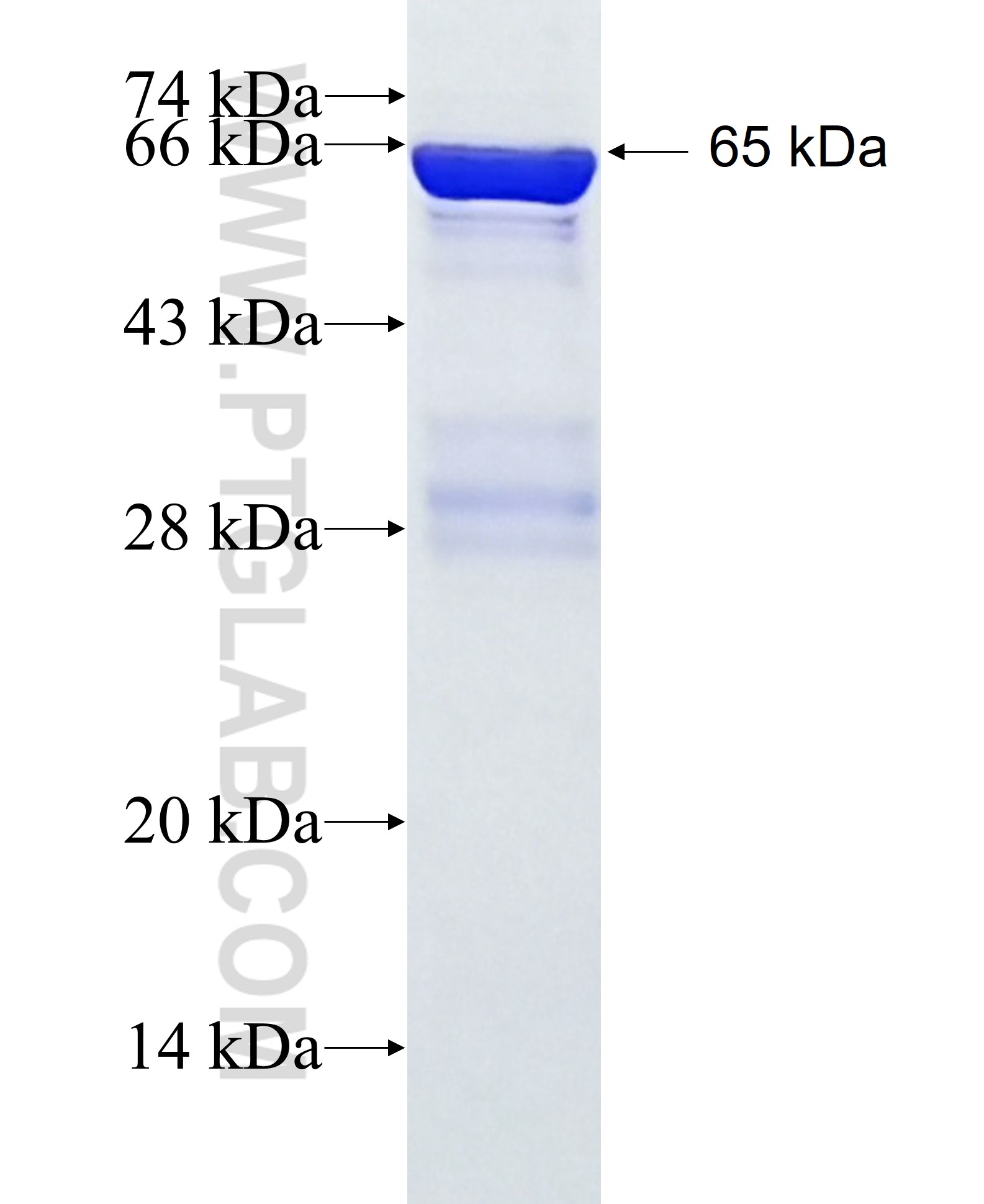 KIF3A fusion protein Ag4954 SDS-PAGE