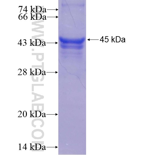 KIF3A fusion protein Ag5283 SDS-PAGE KIF3A fusion protein Ag5283 SDS-PAGE