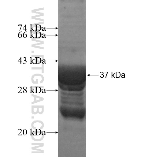 KIF5A fusion protein Ag15518 SDS-PAGE