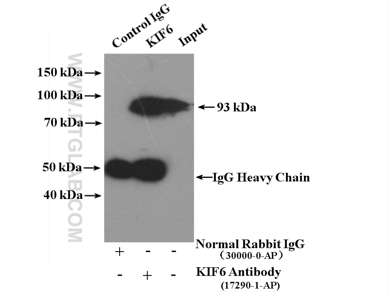 IP experiment of mouse testis using 17290-1-AP