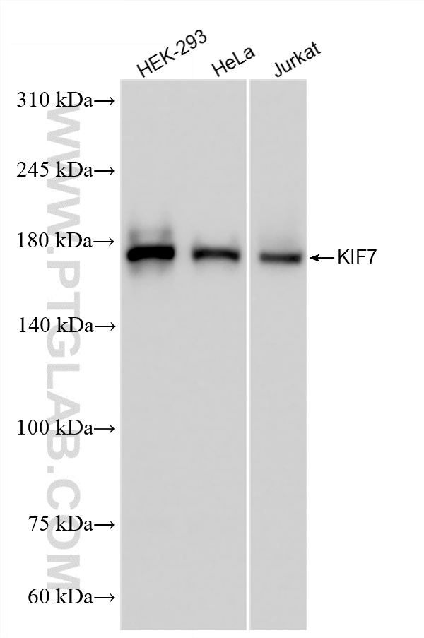 WB analysis using 86970-1-RR (same clone as 86970-1-PBS)