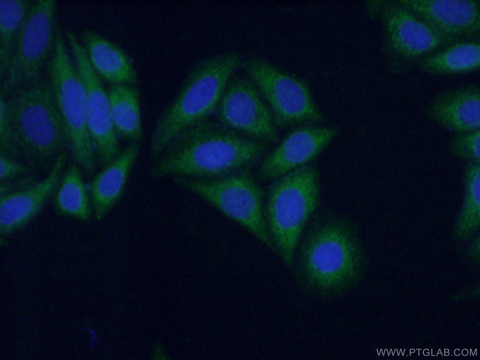 IF Staining of HepG2 using 12700-1-AP