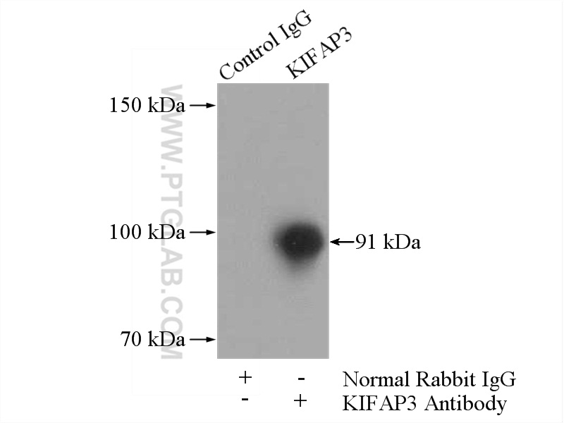 IP experiment of mouse testis using 12700-1-AP