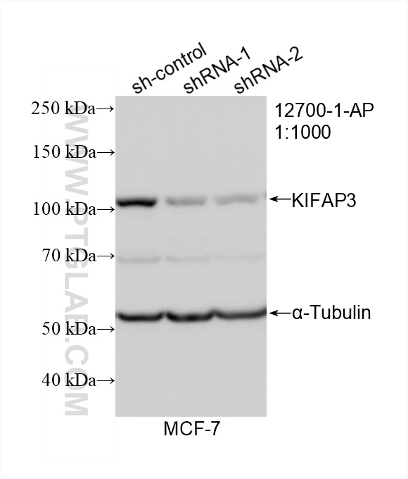 WB analysis of MCF-7 using 12700-1-AP