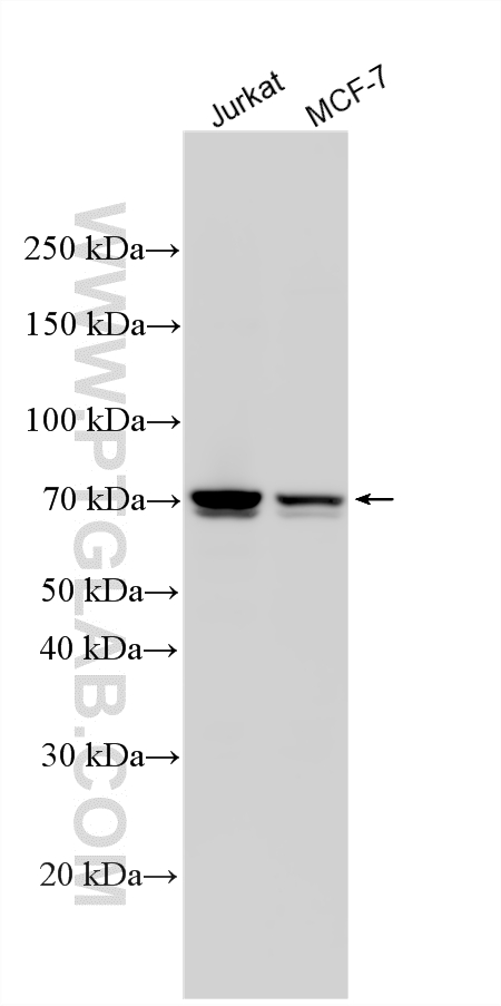 Various lysates were subjected to SDS PAGE followed by western blot with 20790-1-AP (KIFC1 antibody) at dilution of 1:2000 incubated at room temperature for 1.5 hours. WB analysis using 20790-1-AP