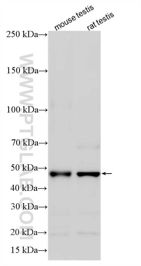 WB analysis using 12313-1-AP