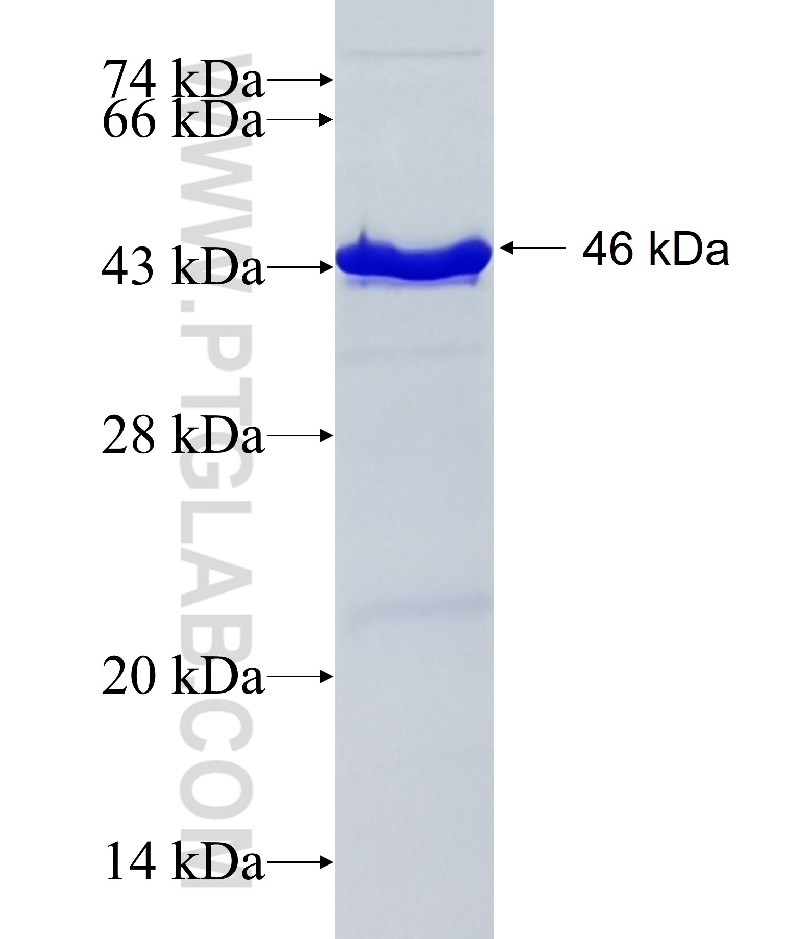 KIN fusion protein Ag20396 SDS-PAGE