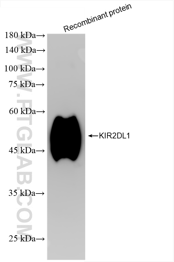 WB analysis of Recombinant protein using 85168-2-RR