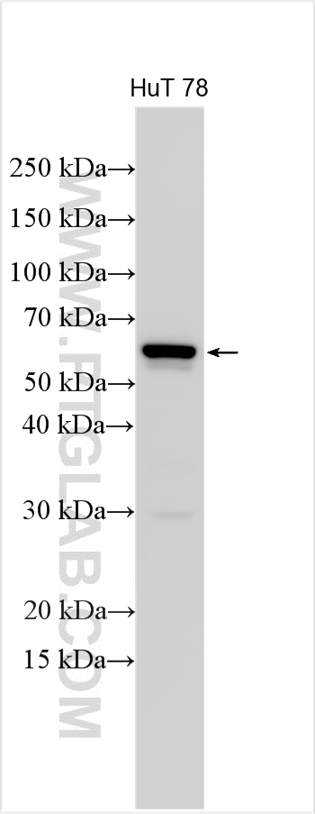 WB analysis using 31930-1-AP